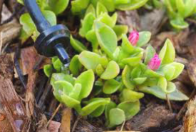 plants are green with the system being optimized by our Tacoma drip irrigation techs