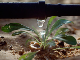 A drip irrigation line watering a sprout